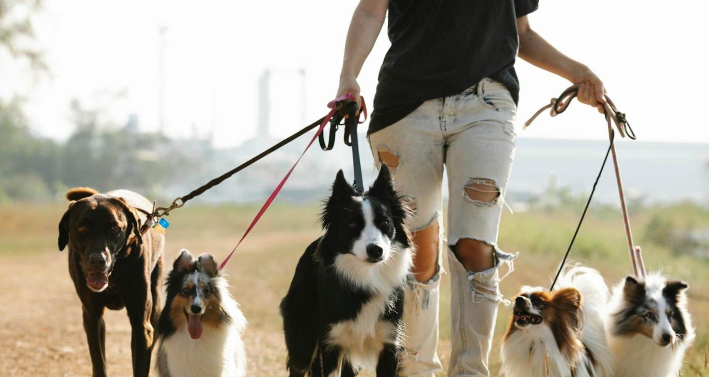 11 Dog-friendly Wineries in South Africa